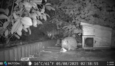 Nederlandse natuur: een jonge vos en een egel in de tuin