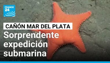 Exploración submarina en cañón Mar del Plata sorprende a científicos y un millón de espectadores