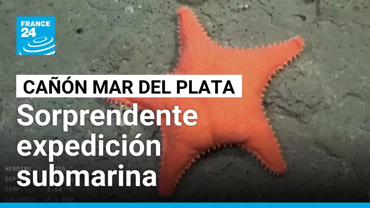 Exploración submarina en cañón Mar del Plata sorprende a científicos y un millón de espectadores