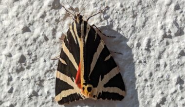 Was für ein Falter 🦋 ist das hier ?