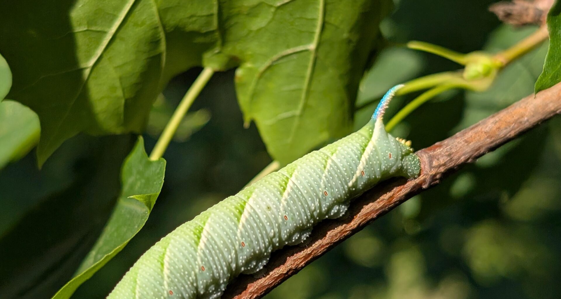 Hübsche Raupe