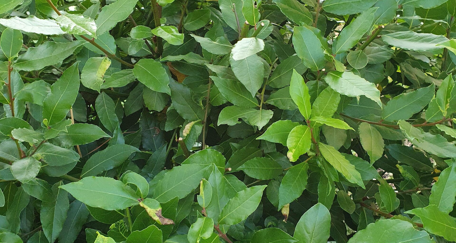 Ich glaube das ist Loorbeer. Kann das sein? Kann ich es gefahrlos ernten und verwenden?