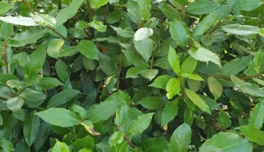 Ich glaube das ist Loorbeer. Kann das sein? Kann ich es gefahrlos ernten und verwenden?