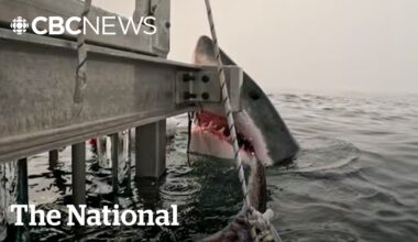 #TheMoment a great white shark surprised Halifax researchers