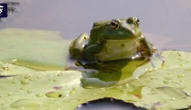 Österreich: Teichbesitzer wegen laut quakender Frösche verurteilt