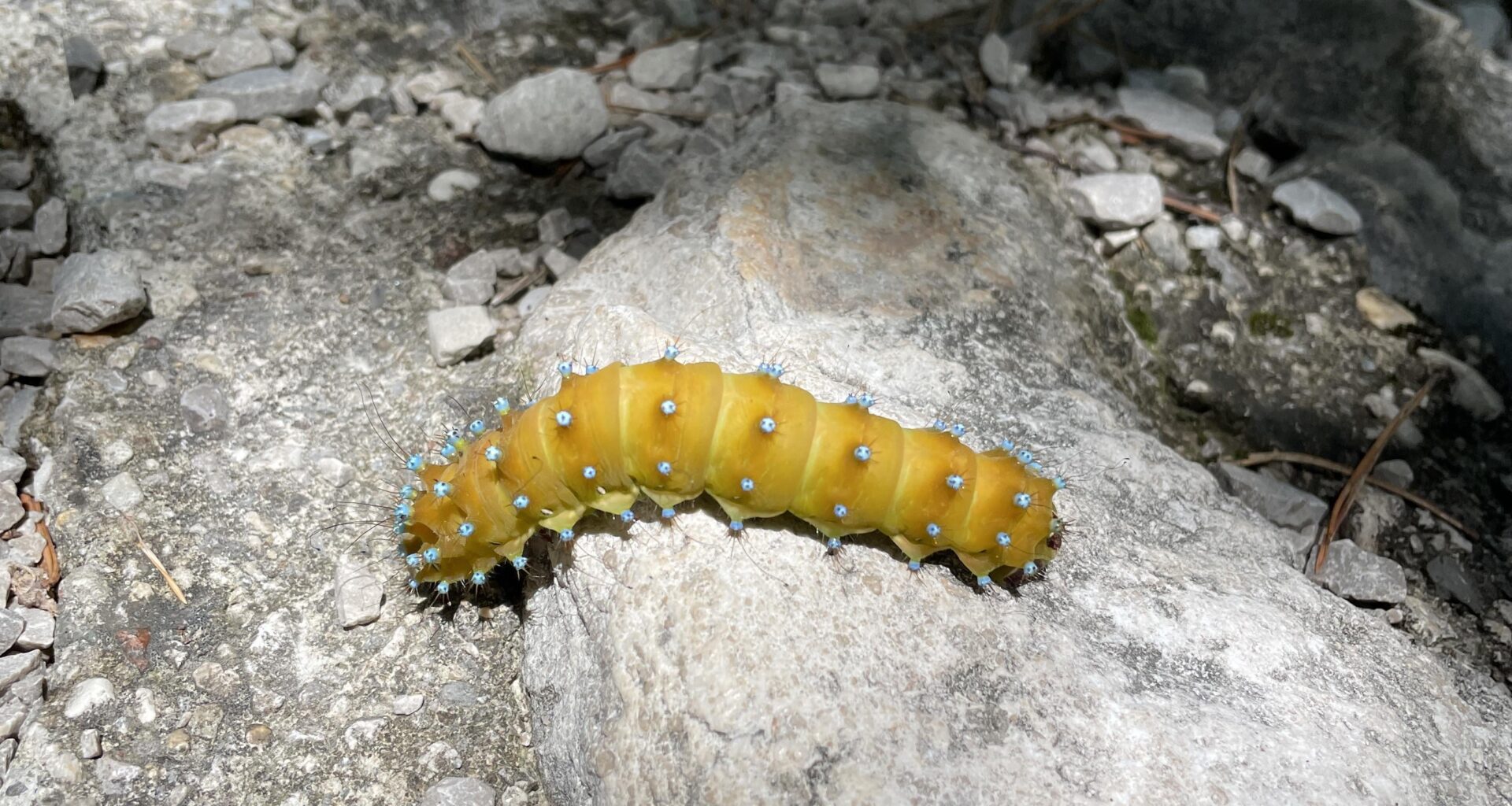 Raube aus Limone lässt grüßen
