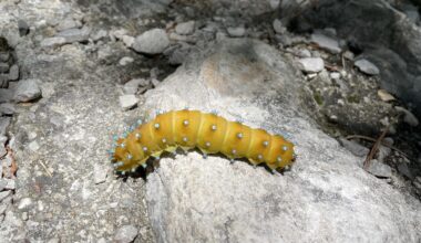 Raube aus Limone lässt grüßen