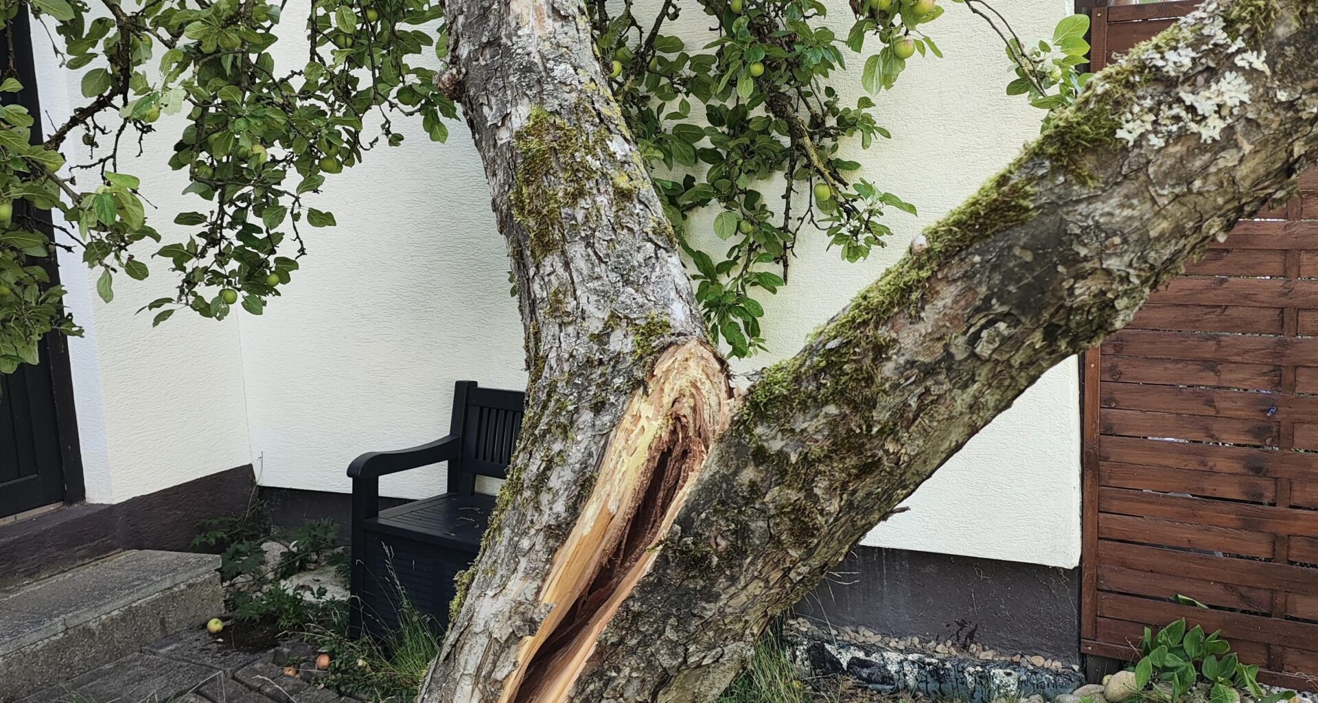 Hilfe! Unser Apfelbau spaltet sich