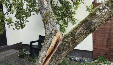 Hilfe! Unser Apfelbau spaltet sich