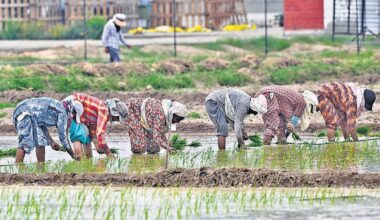 Donald Trump's tariffs may hand Pakistan's basmati market advantage | Latest News India