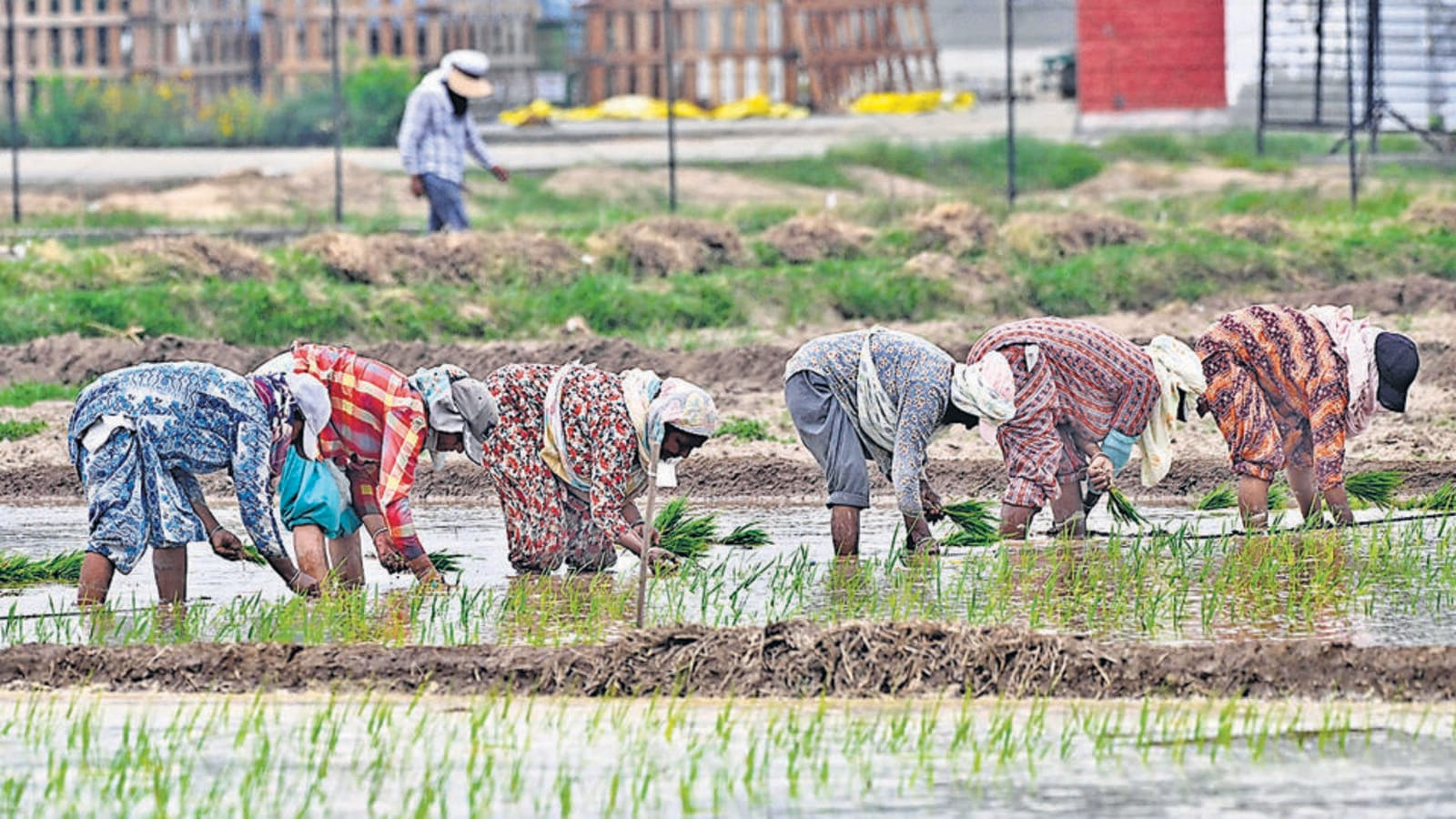 Donald Trump's tariffs may hand Pakistan's basmati market advantage | Latest News India