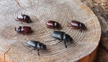 Nashornkäfee und Hirschkäfer aus dem Garten