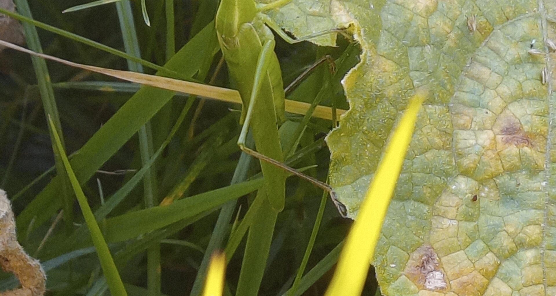 Heupferd auf Gurkenblatt