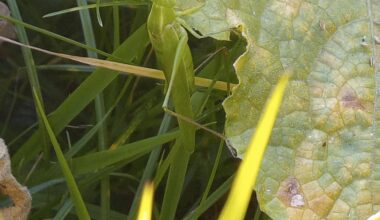 Heupferd auf Gurkenblatt