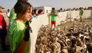 La Junta anilla 600 pollos de flamenco en la Laguna de Fuente de Piedra en la campaña de 2025