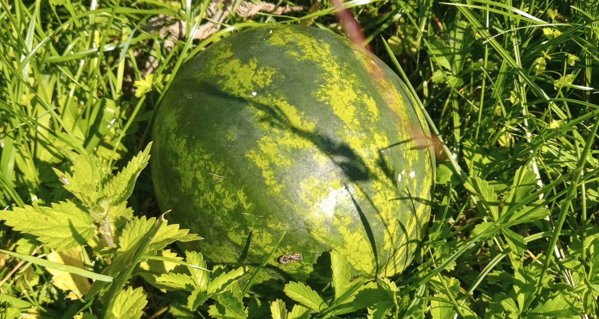 Wassermelone, noch im Wachstum