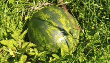 Wassermelone, noch im Wachstum