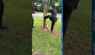 [WATCH THIS] : Officers lend a hand to help Coyote stuck in tree