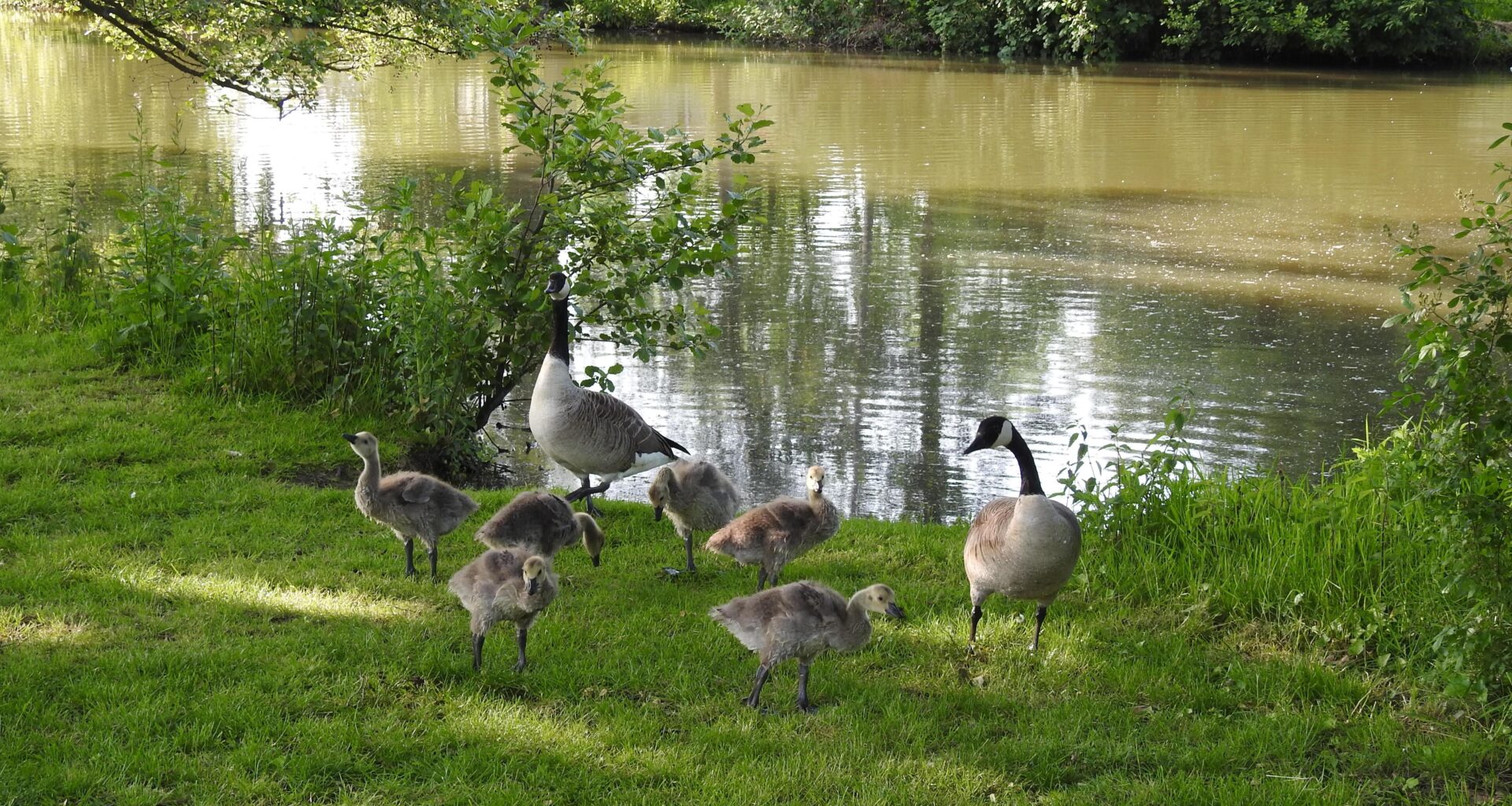 Familie Kanadagans in Nidda