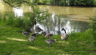 Familie Kanadagans in Nidda
