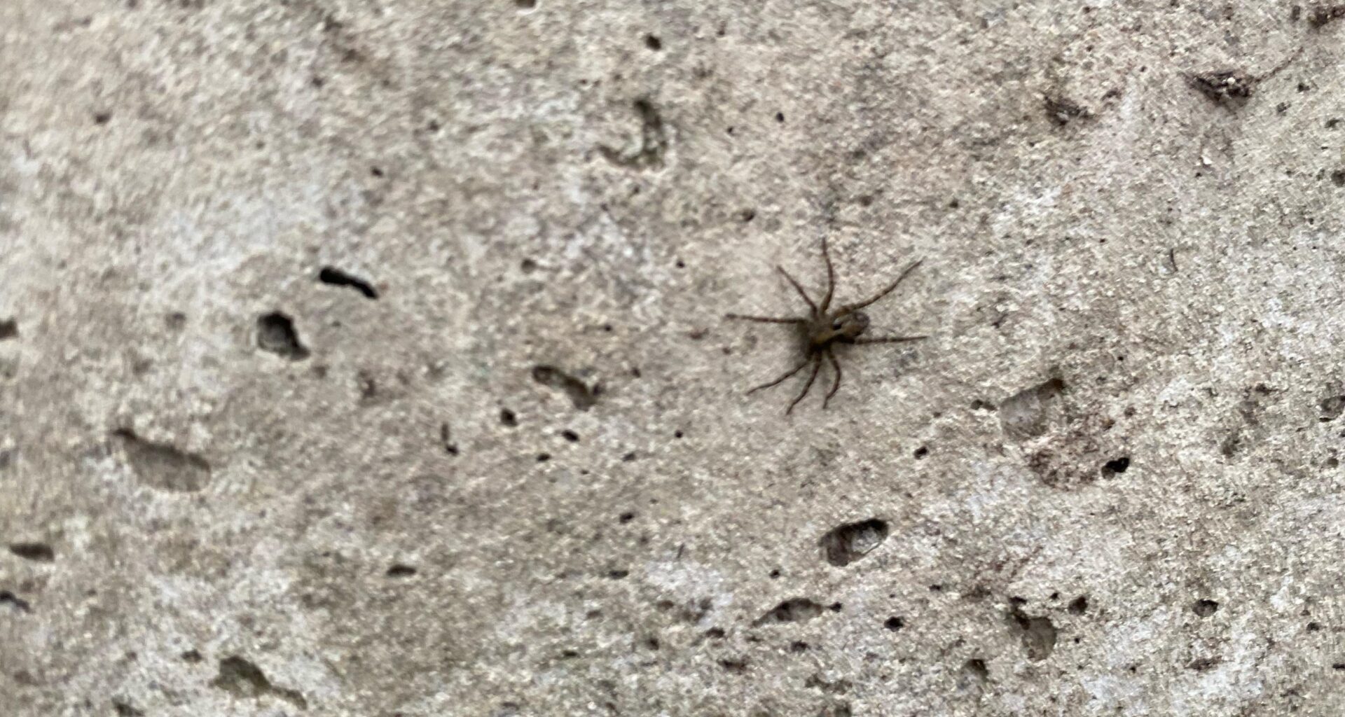 I don’t know what this spider is ?