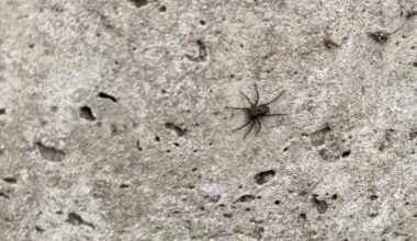I don’t know what this spider is ?