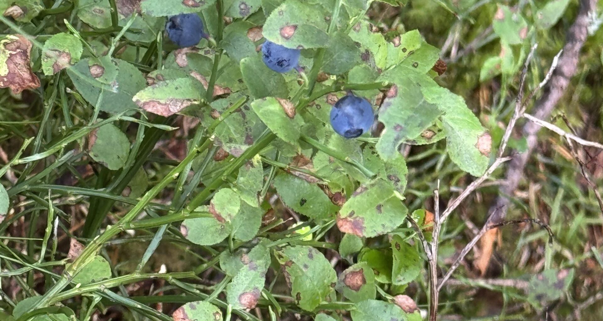 Edible?