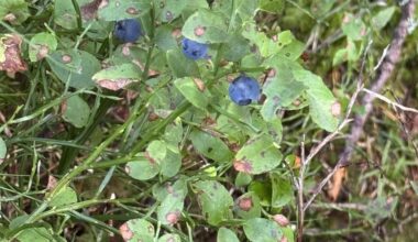 Edible?