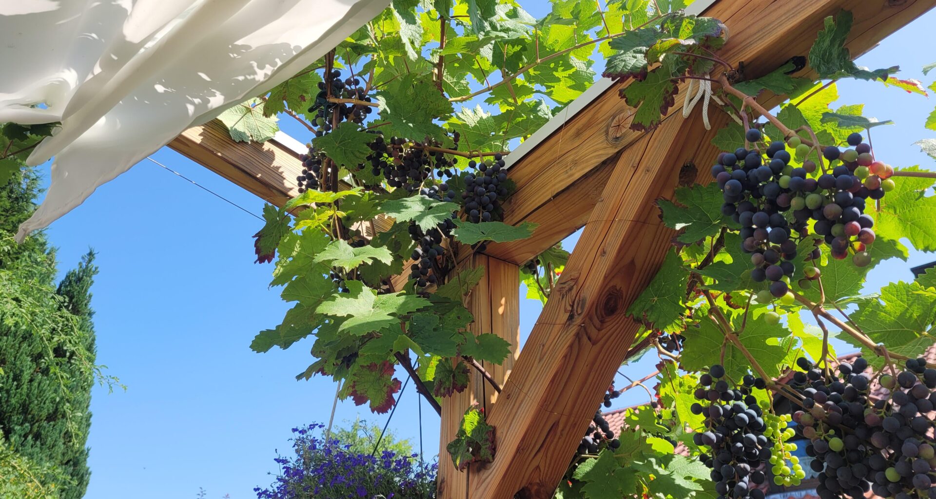 So langsam wird's mit den Weintrauben an der Pergola :)