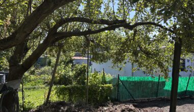 Apfelbaum wächst seitwärts