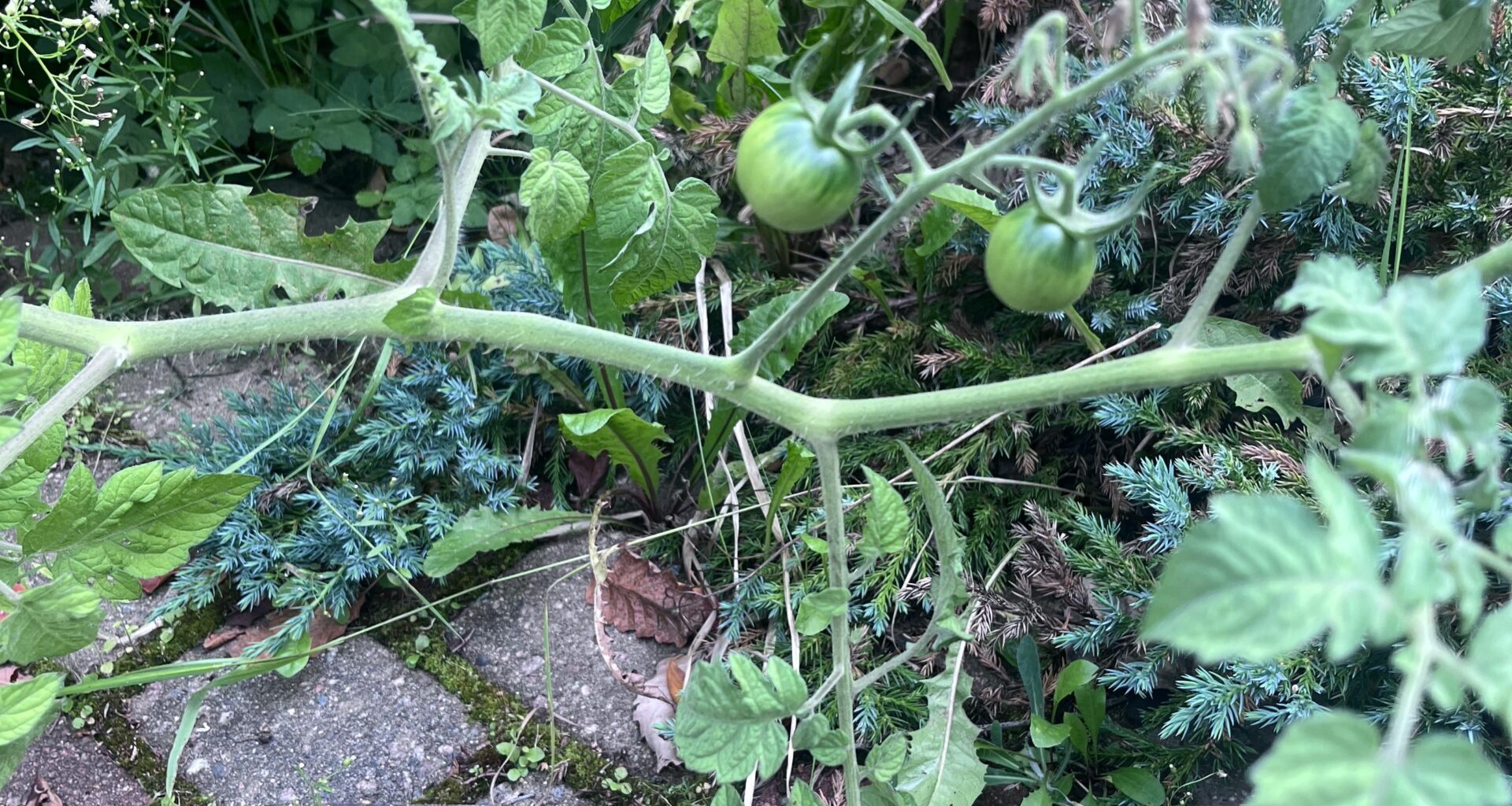 Tomatos looking good