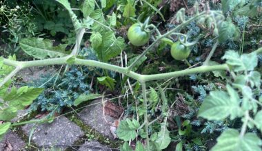 Tomatos looking good