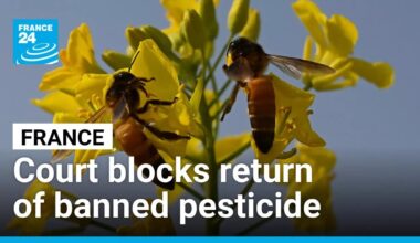 French court blocks return of banned pesticide • FRANCE 24 English