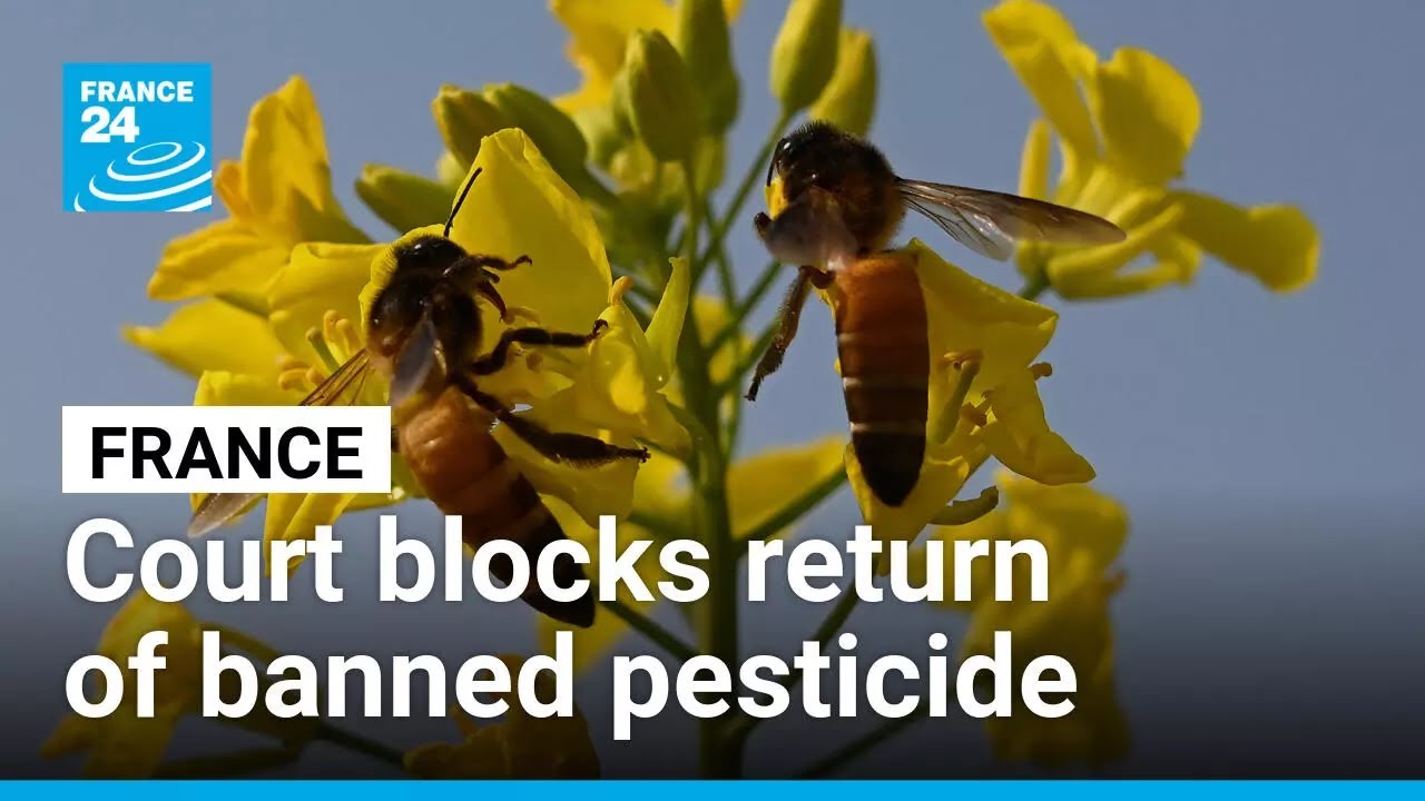French court blocks return of banned pesticide • FRANCE 24 English