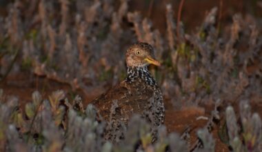 We tracked one of Australia’s most endangered birds into strange new habitat