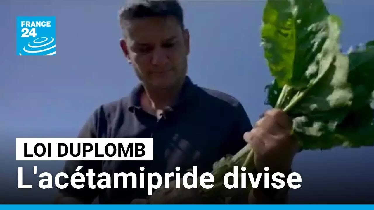 Loi Duplomb : les agriculteurs partagés sur la réintroduction de l'acétamipride • FRANCE 24