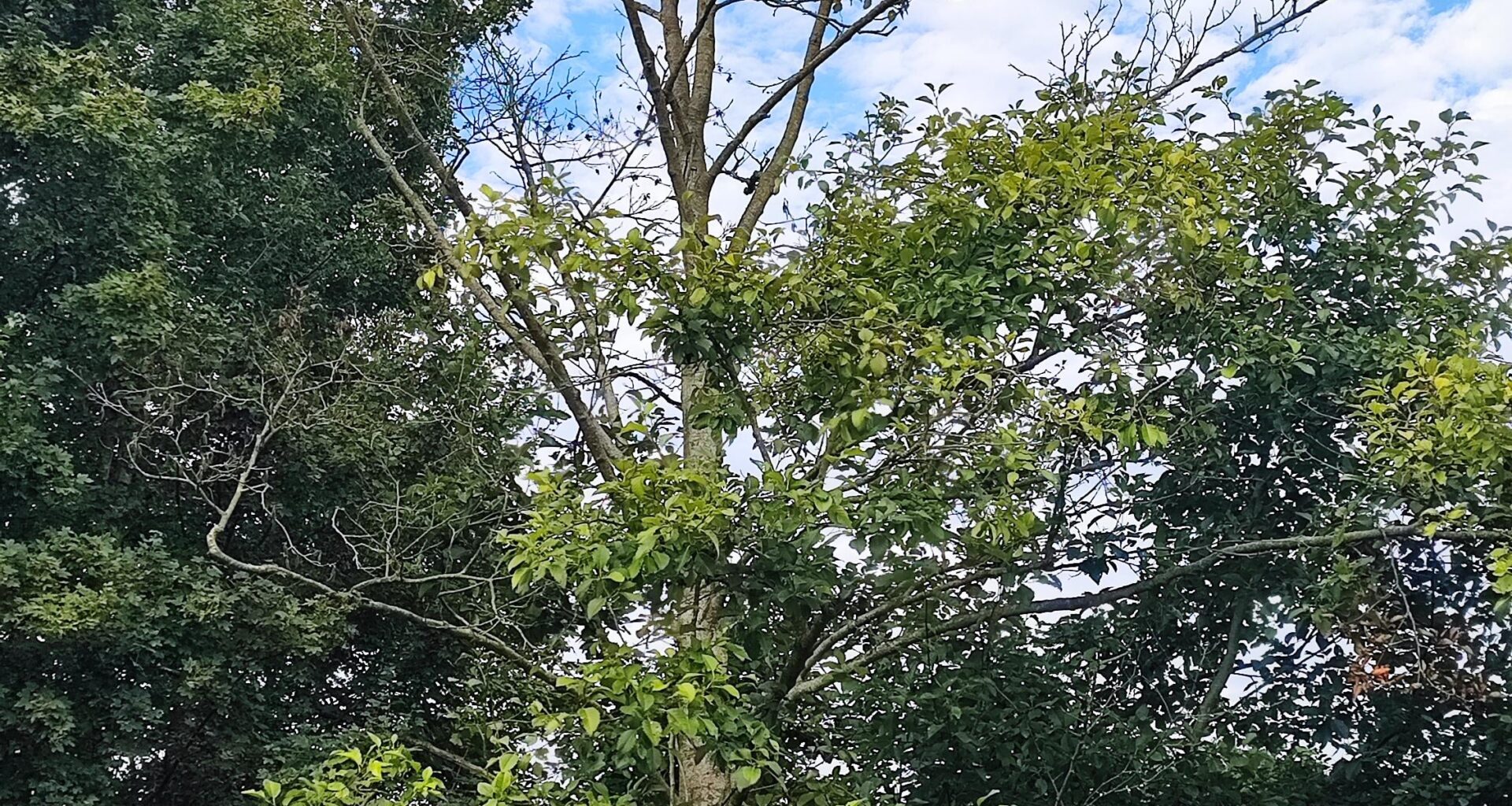 Baumgutachter nötig?