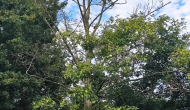 Baumgutachter nötig?