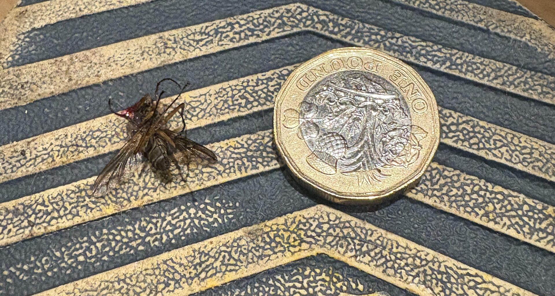Morning all, I stepped in this monstrosity last night. When did the UK start breeding mutant mosquitoes? A quid for scale