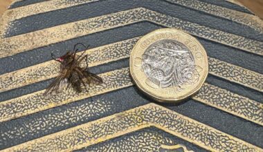 Morning all, I stepped in this monstrosity last night. When did the UK start breeding mutant mosquitoes? A quid for scale