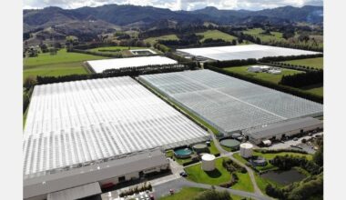 New Zealand grower starts tomato production to secure supplies