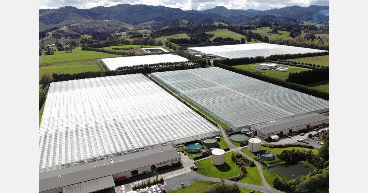 New Zealand grower starts tomato production to secure supplies