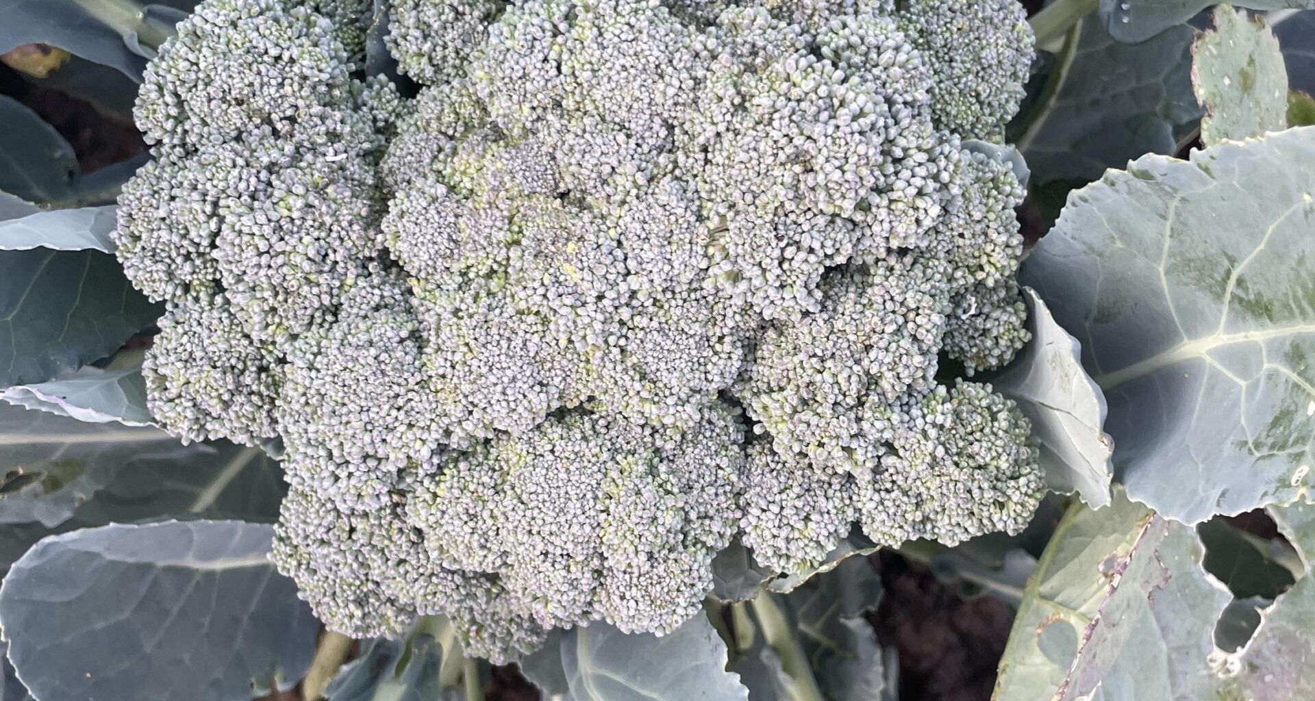 Mein erster Brokkoli - woher weiß ich wann er reif ist?