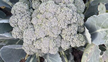 Mein erster Brokkoli - woher weiß ich wann er reif ist?