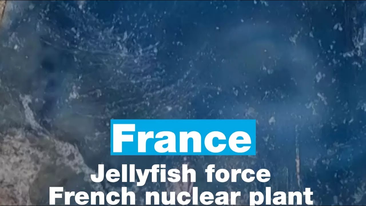France: Jellyfish force French nuclear plant shutdown • FRANCE 24 English