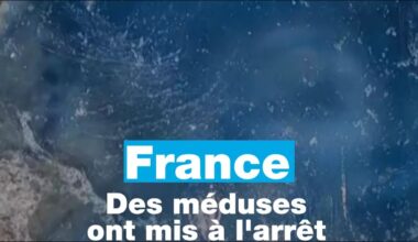 France : quand des méduses mettent à l'arrêt une centrale nucléaire • FRANCE 24