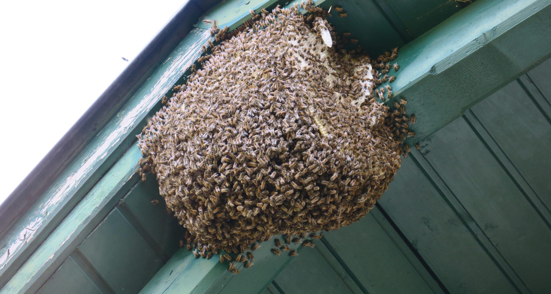 Update Bienen