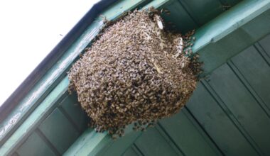Update Bienen