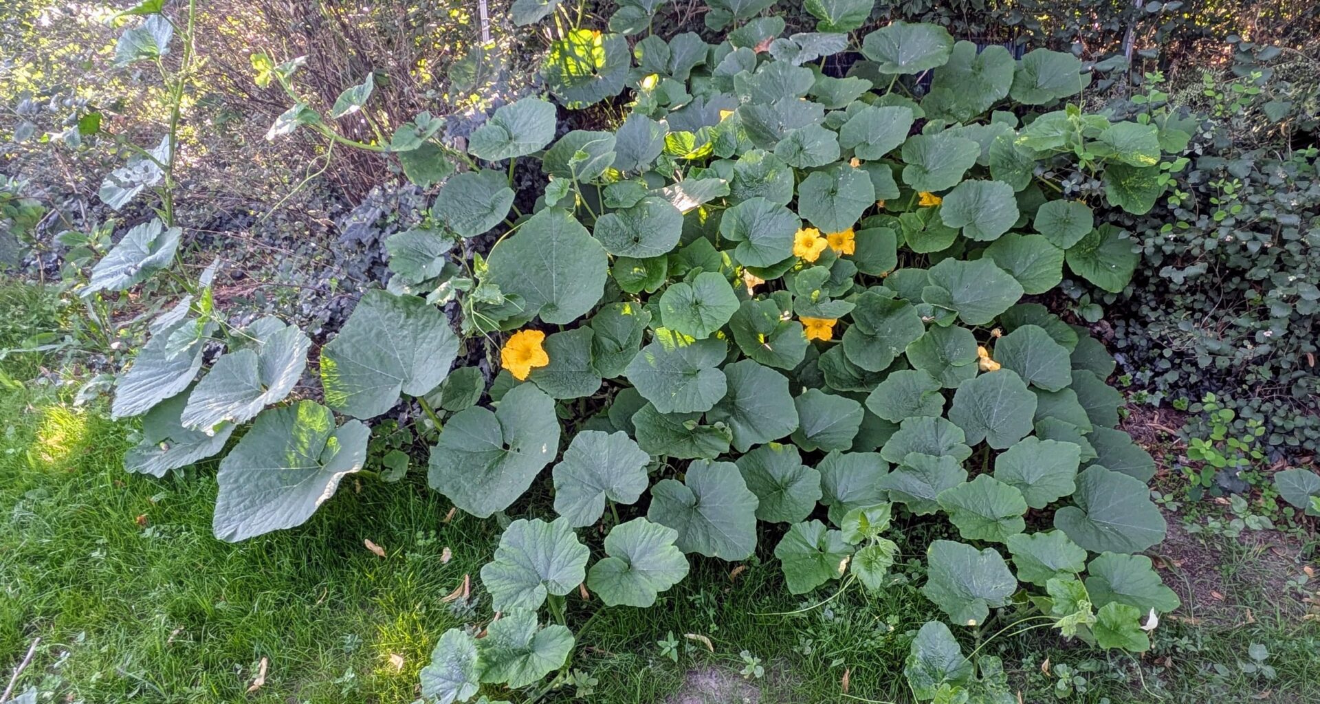 Kürbisse im Anmarsch..