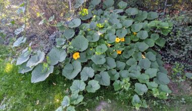 Kürbisse im Anmarsch..